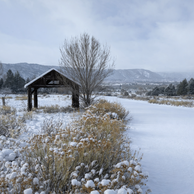 Snow-covered landscape with wooden shelter and tree